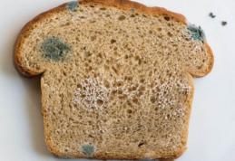 Atenție la pâinea mucegăită. Poţi să te îmbolnăveşti de Salmonella