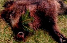 Autoritățile au găsit încă un cadavru de porc mistreț la Brăești
