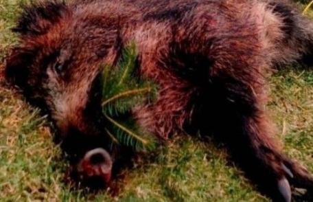 Autoritățile au găsit încă un cadavru de porc mistreț la Brăești