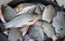 80 de kg de pește fără acte confiscate de polițiști unui dărăbănean 