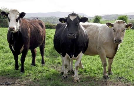 Bărbat din Dorohoi reţinut după ce a furat trei bovine din Pomârla