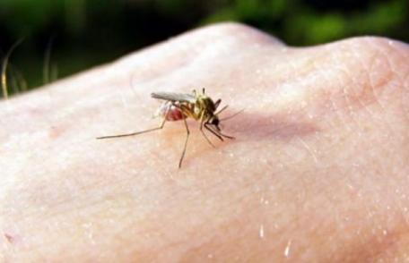 De ce unii oameni sunt mușcați mai mult de țânțari decât alții?