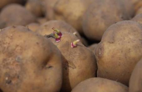 Atenție! Cartofi toxici pe piaţa din România, interzişi de UE. Cum trebuie să-i alegem