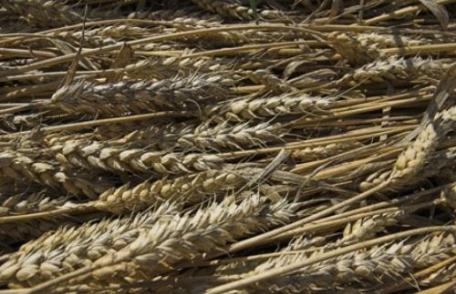 Ploile au distrus calitatea grâului de anul acesta! Vom mânca „pâine furajeră”