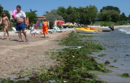Invazie de alge pe litoralul românesc