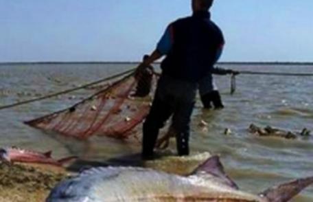 Şocant! Avertismentul cercetătorilor: peştii din Dunăre sunt cancerigeni!