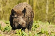 Porcii mistreți distrug culturile din comuna Hudești