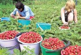 Se caută 800 de români care să culeagă căpșuni în Spania