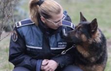 Prefectul salută înfiinţarea Poliţiei sanitar-veterinare a animalelor