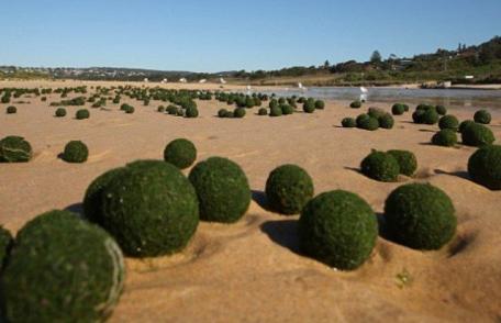„Bile extraterestre” pe o plajă din Australia. Locuitorii sunt bulversați
