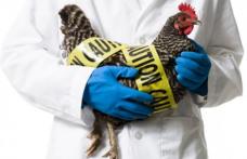 Gripa aviară loveşte Europa. Zeci de mii de păsări, ucise într-o singură zi