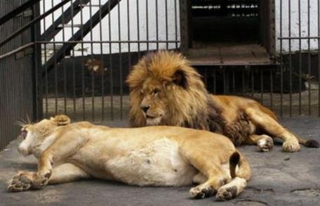 Un copil a fost atacat de leu, la Grădina Zoologică din Rădăuţi - VIDEO
