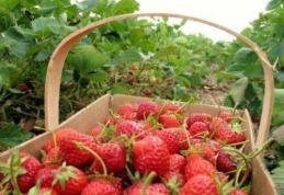 Locuri de muncă sezonieră disponibile în Danemarca, la cules de căpșuni, zmeură și mazăre