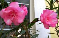 Atenţie la plantele ornamentale din locuinţă! TOP 3 flori periculoase care te pot ucide