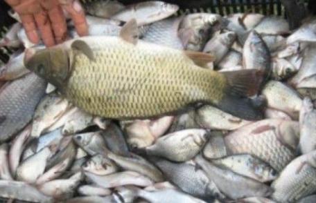 Cercetat pentru transport ilegal de pește la Cordăreni 