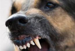 Jandarmii botoșăneni în alertă! Apeluri 112 pentru câini periculoși