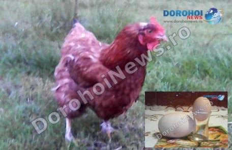 O găină din Mileanca, județul Botoșani poate intra în Cartea Recordurilor. A făcut un ou gigant – VIDEO/ FOTO
