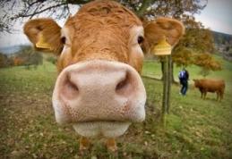  Chinezii au creat vaci modificate genetic