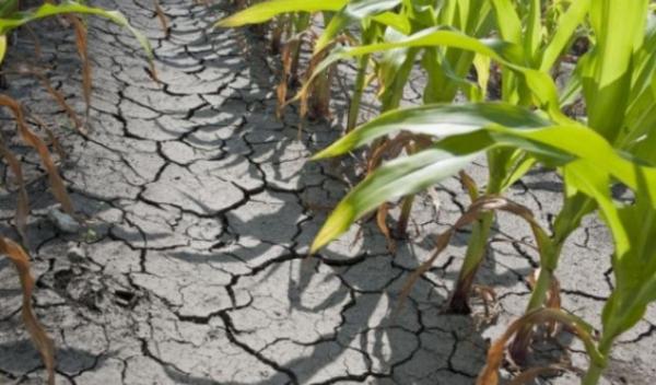 Producători agricoli