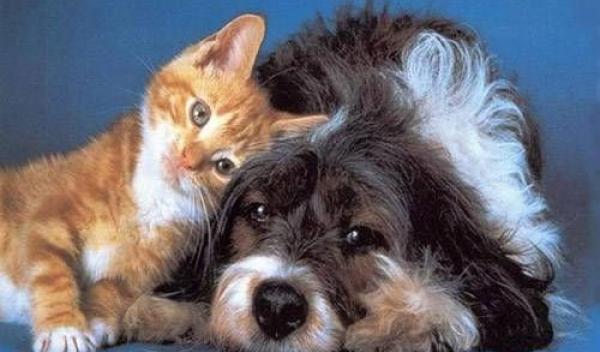 animale