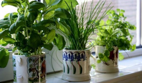 Plante