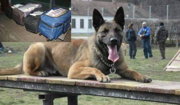 caine politist frontiera