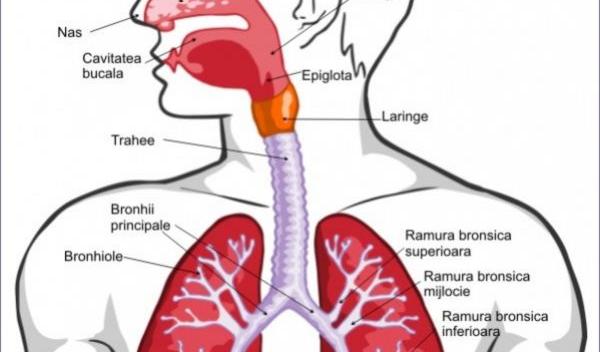 sistem_respirator