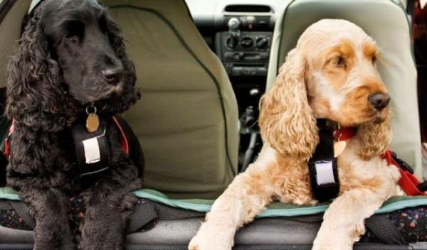 Transportul cu masina al animalelor de companie
