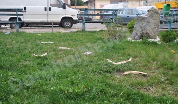 Fosilele unor animale preistorice in parc_Dorohoi_01