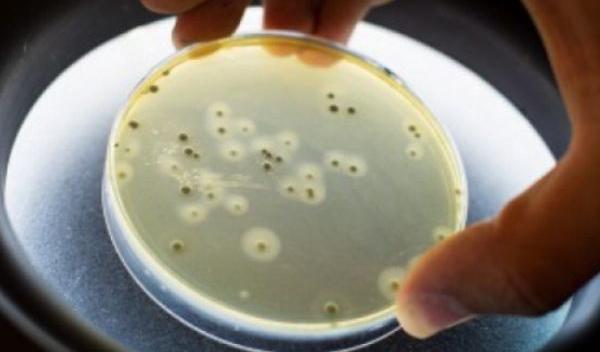 bacterie periculoasă