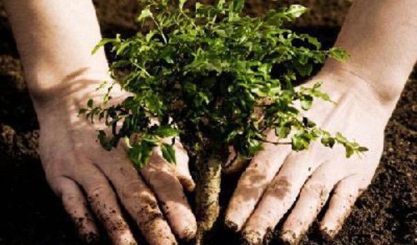 Campanie plantare de pomi