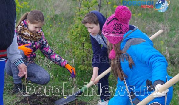 Plantare de copaci Dorohoi 2016_13
