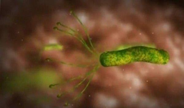 Leguma care omoară bacteria helicobacte