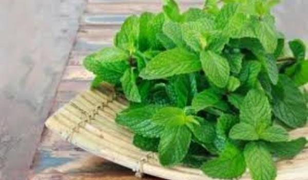 Planta care te ajută să elimini din casa ta păianjenii