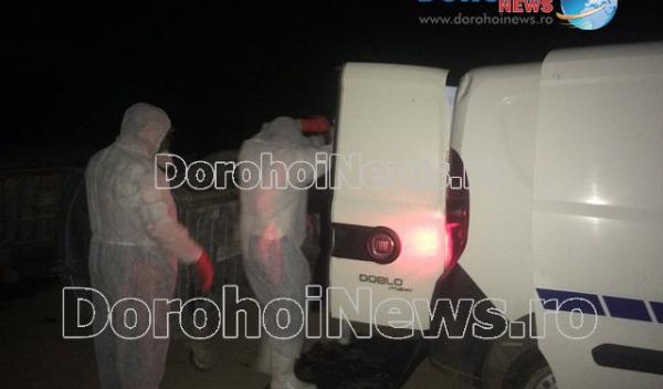 Porc mistret in tomberon la Dorohoi_08