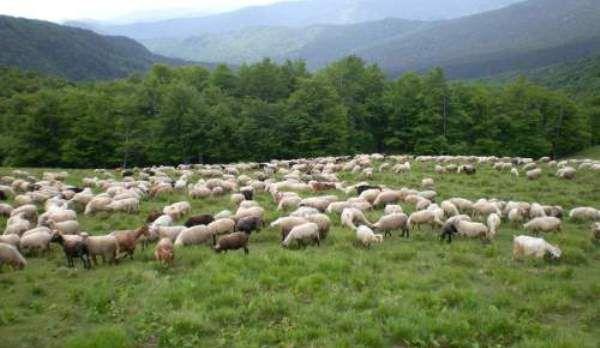 pasunat în pădure