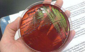 epidemie_de_ecoli