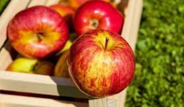 fructe plătite de Guvern