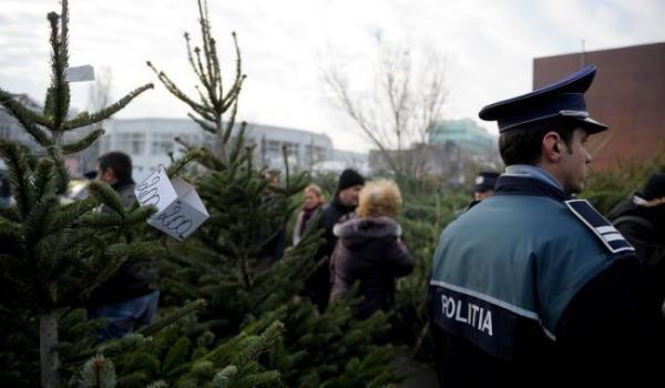 Pomi de crăciun, comercializaţi ilegal