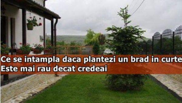 Ce se întâmplă dacă plantezi un brad în curte