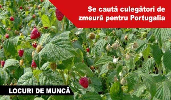 Locuri-Munca-Portugalia