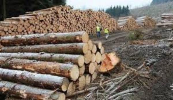 comercializare de material lemnos fără documente