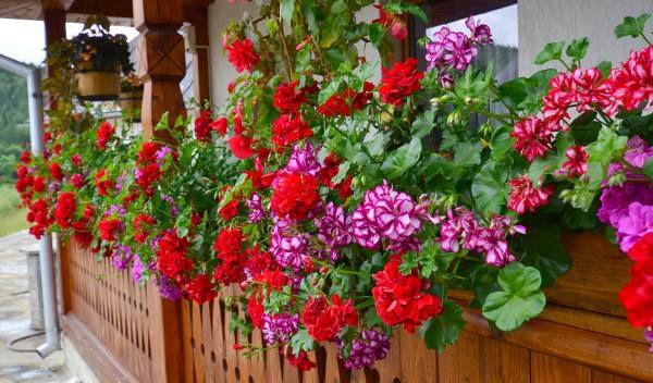 balcon-cu-muscate