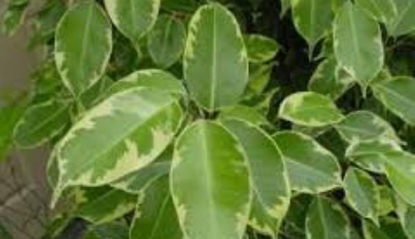plante toxice