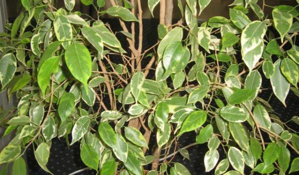 Ficus-Benjamina