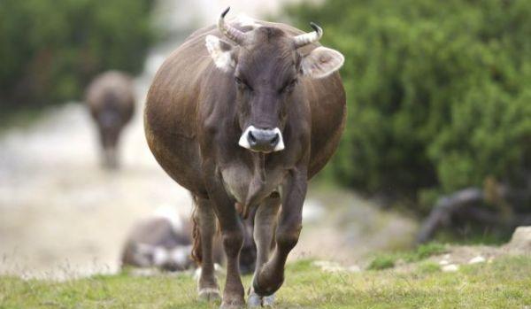 vaca furata