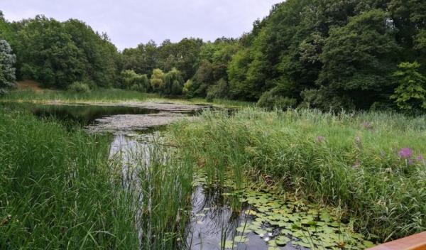 poze lacul cu nuferi3