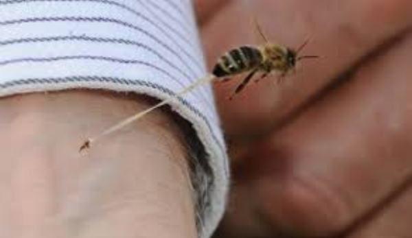 intepaturi de insecte