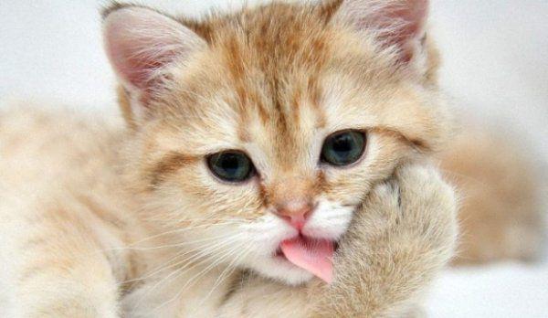 pisica-miau