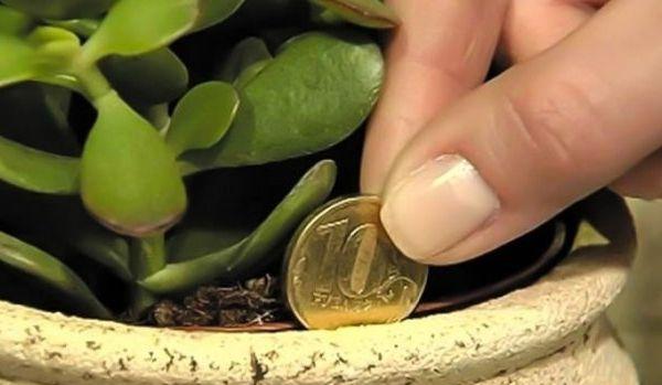 plante atrag banii şi norocul în casă